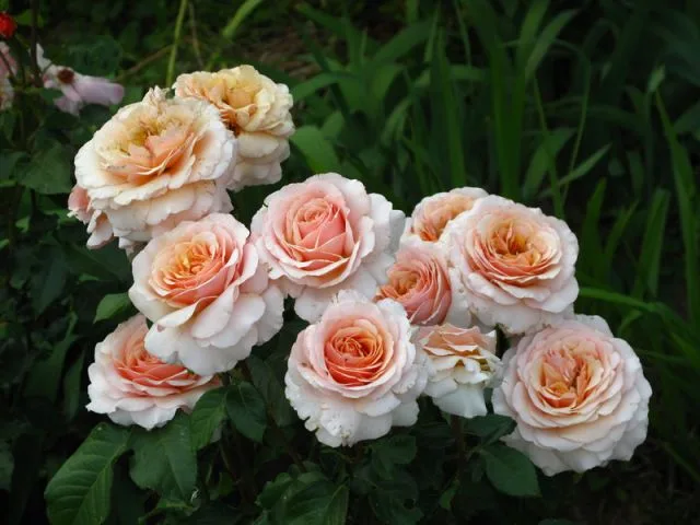 Сью Хипкин (Sue Hipkin) Harkness 1998