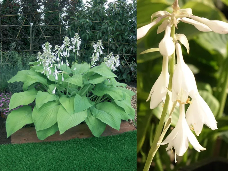 Т Рекс (T Rex) Новинка