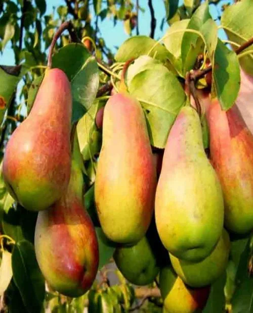 Талгарская Красавица