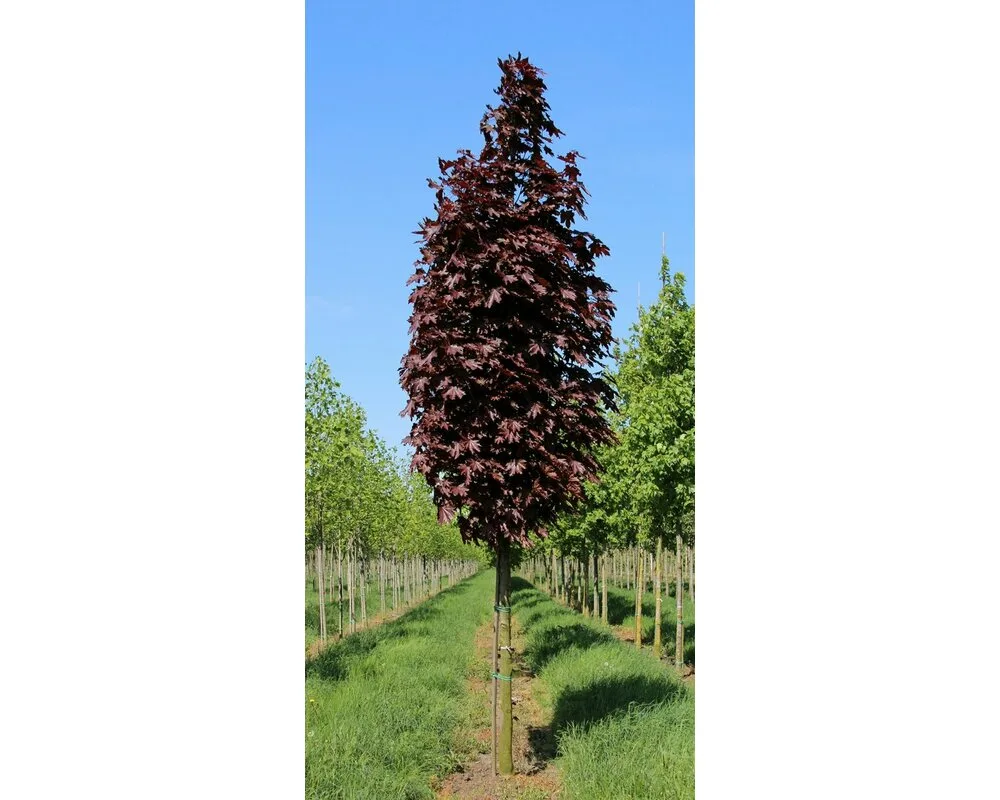 Тополь краснолистный