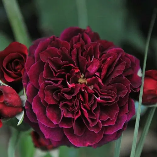 Традескант (Tradescant) Austin Великобритания 1993