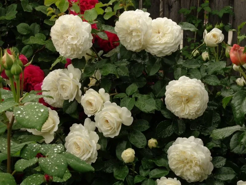 Транквилити (Tranquillity) David Austin Великобритания 2012