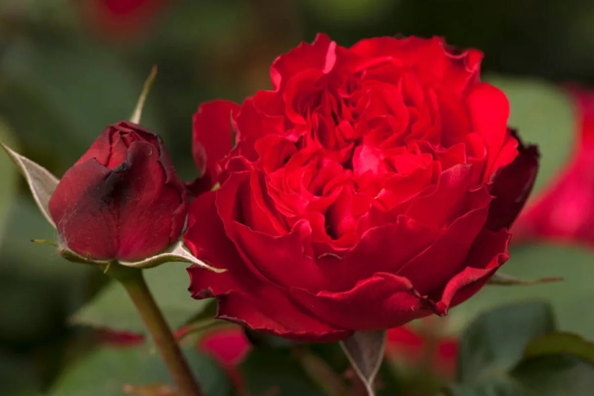 Травиата (Traviata) Meilland 1998