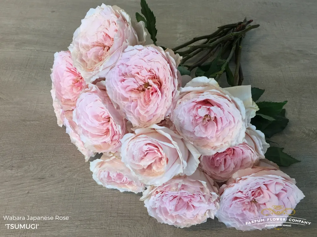 Тсумуги(Tsumugi) Keiji Kunieda Япония 2018