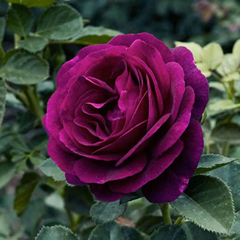 Твайлайт Зоун (Twilight Zone) Tom Carruth США 2011