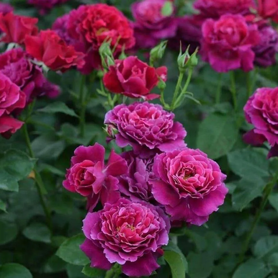 Вагулет (Vaguelette) Kawamoto Junko Япония 2011