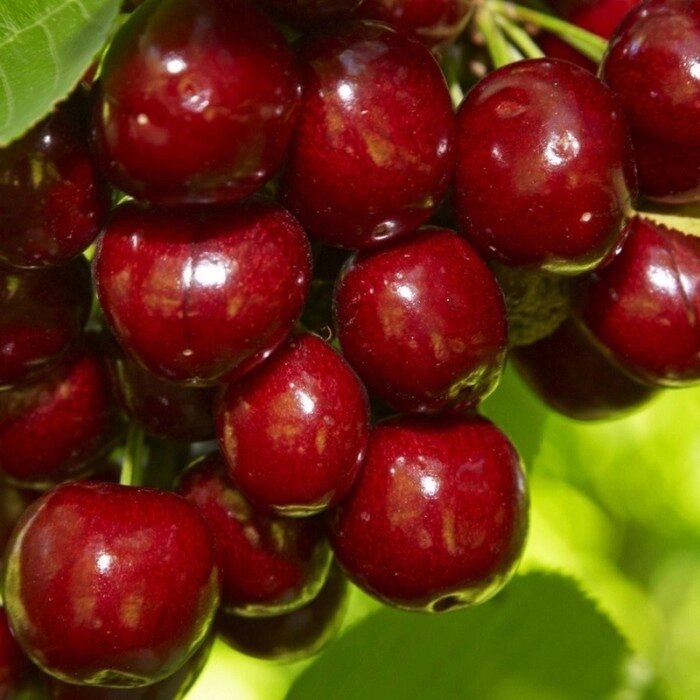 Валерий Чкалов