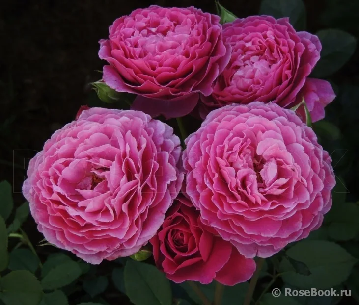 Вантило (Ventilo) Massad Франция 2009