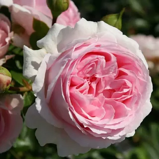 Велленшпиль ( Wellenspiel ) W. Kordes & Sons Германия 2004