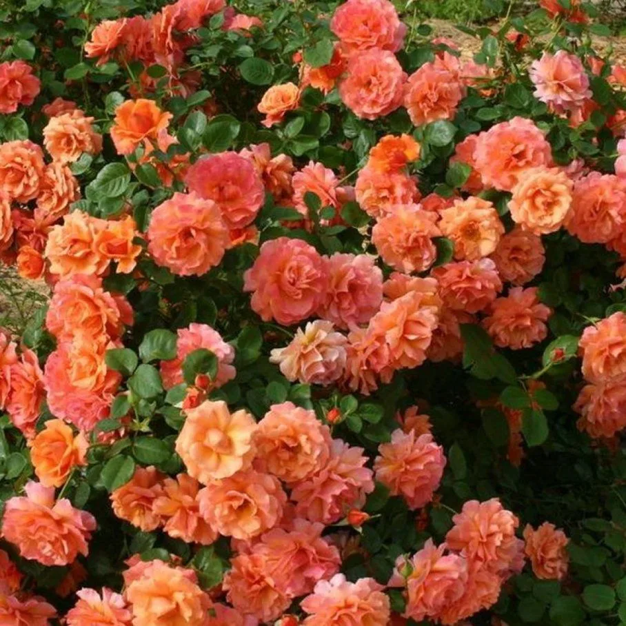 Вестерленд (Westerland) Kordes 1969