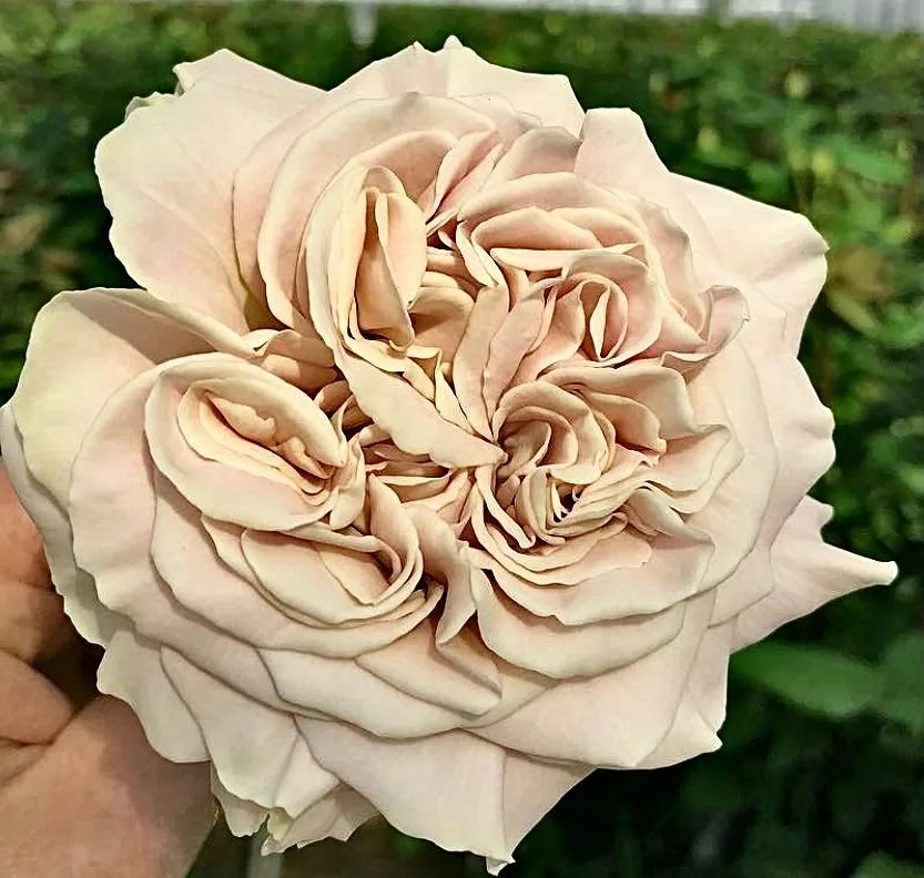 Вестминстерское аббатство ( Westminster Abbey) Нидерланды