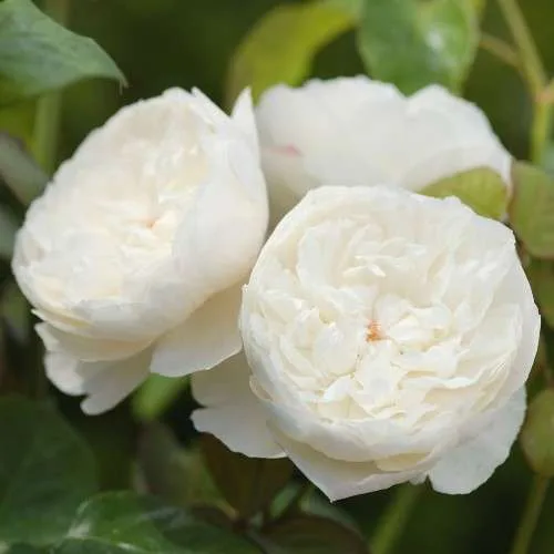 Вильям энд Катрин (William and Catherine) Austin 2011