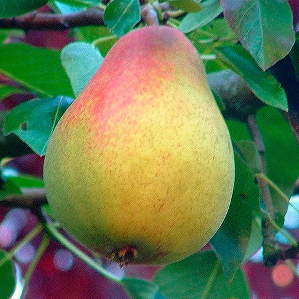 Вильямс (Дюшес летний)