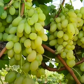 Виноград Арарат (кишмиш)