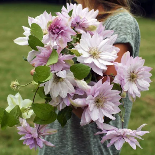 Violet Elizabeth (Виолет Элизабет)