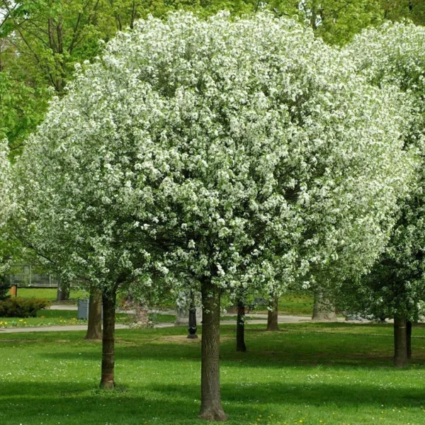 Умбракулифера шаровидная на штамбе