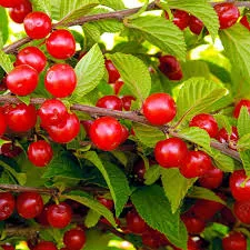 Вишня Войлочная Натали