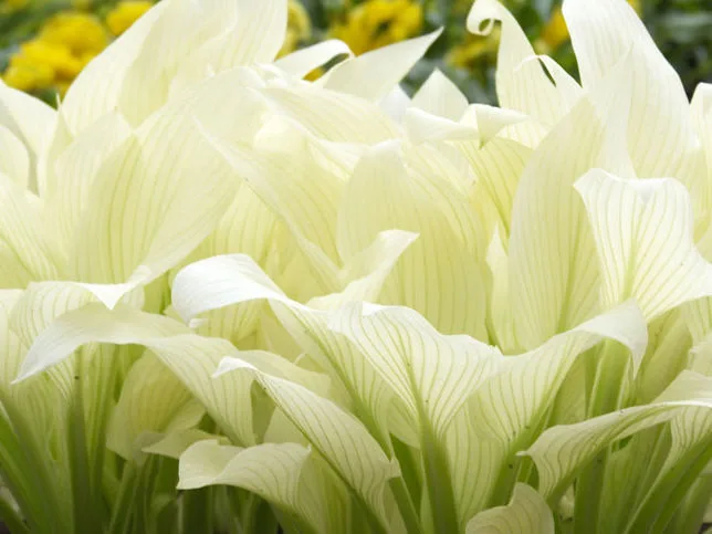 White Feather (Уайт Фезэ, Белые перья) Новинка