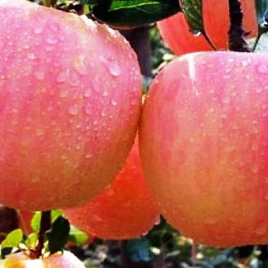 Яблони Фуджи (Fuji)