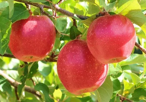 Яблони Пирос