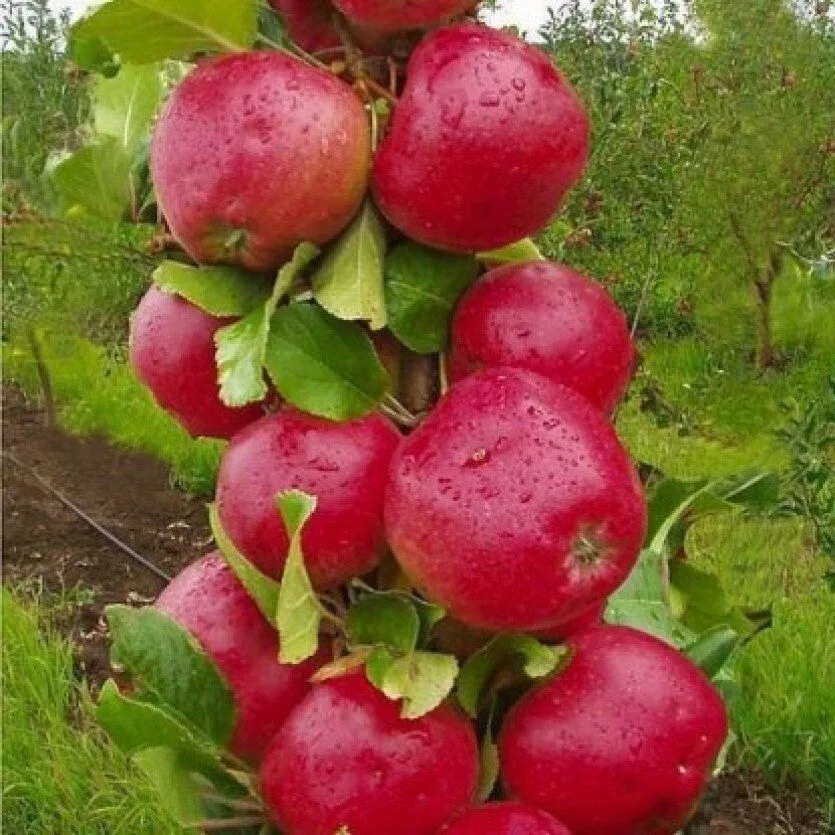 Яблоня Арбат колонновидная