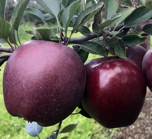 Яблоня Джеромини