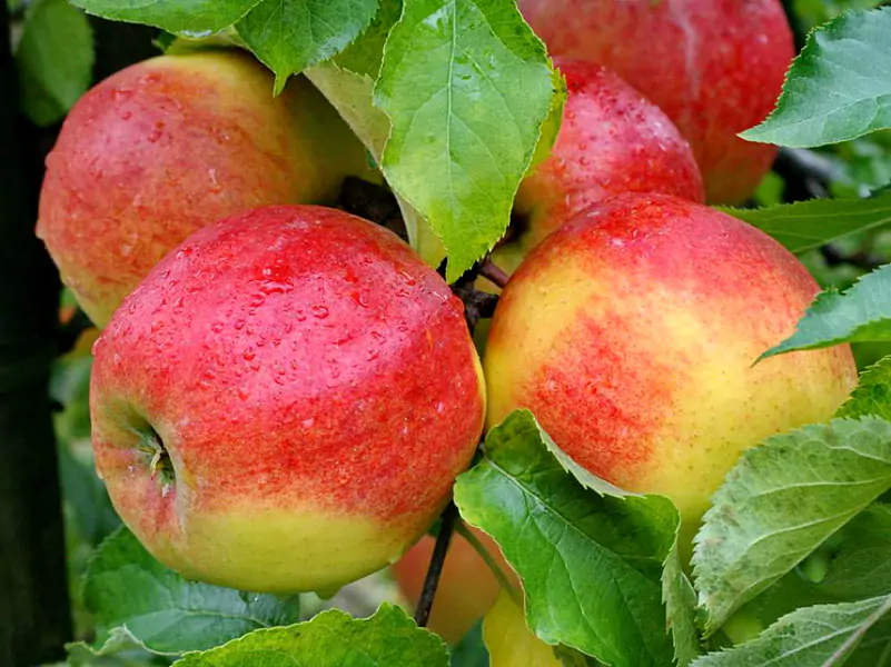 Яблоня Джонаголд