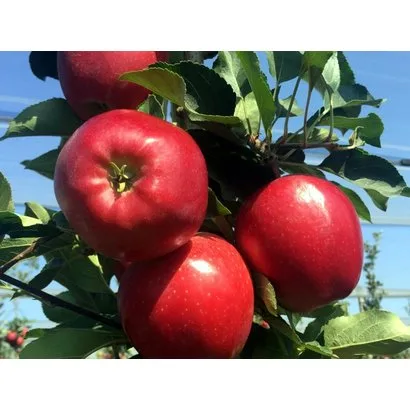 Яблоня Гала Девил