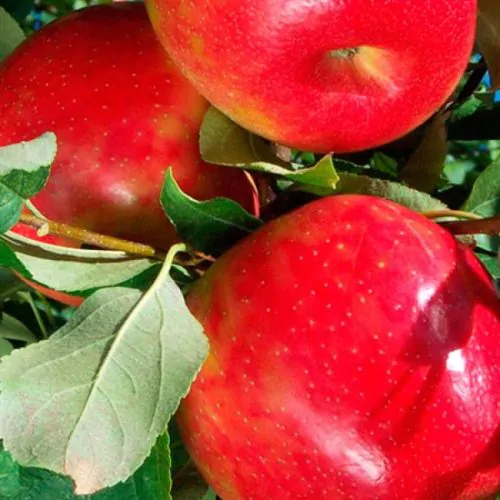 Яблоня Хани Крисп