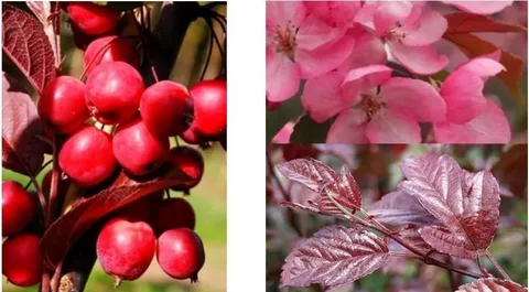 Яблоня Хелена