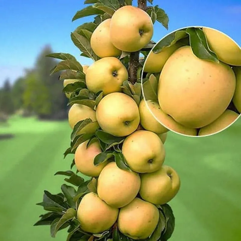 Яблоня Идеал колонновидная