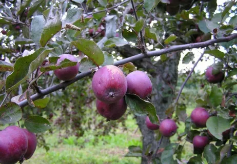 Яблоня Недзвецкого