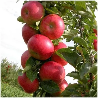 Яблоня Останкино колонновидная