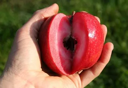 Яблоня Редлав Одиссо красномякотная