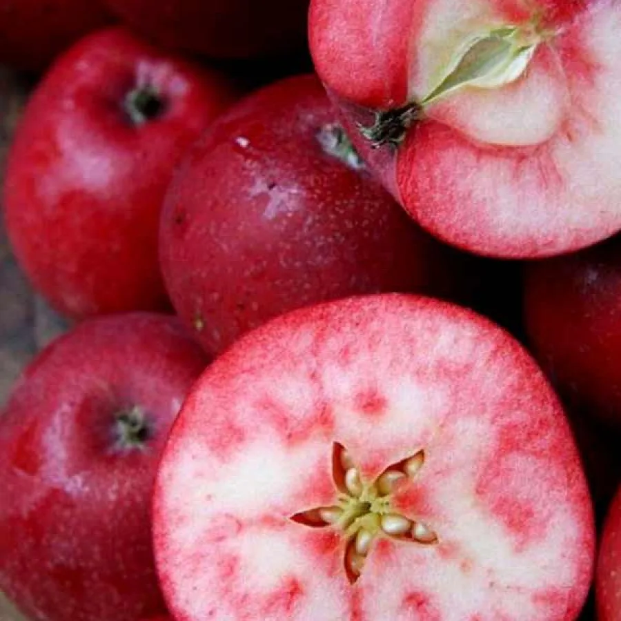 Яблоня РедЛав Сирена красномясая