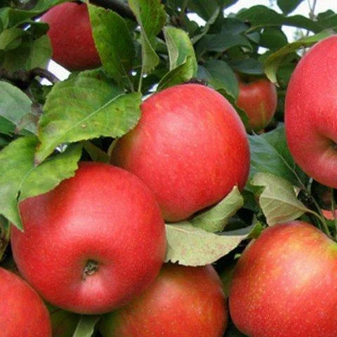 Яблоня Сансе