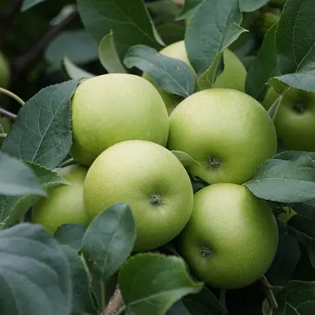 Яблоня Семеренко