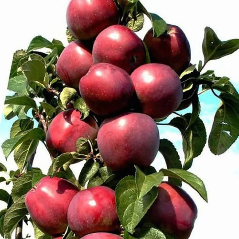 Яблоня Скорпион колонновидная