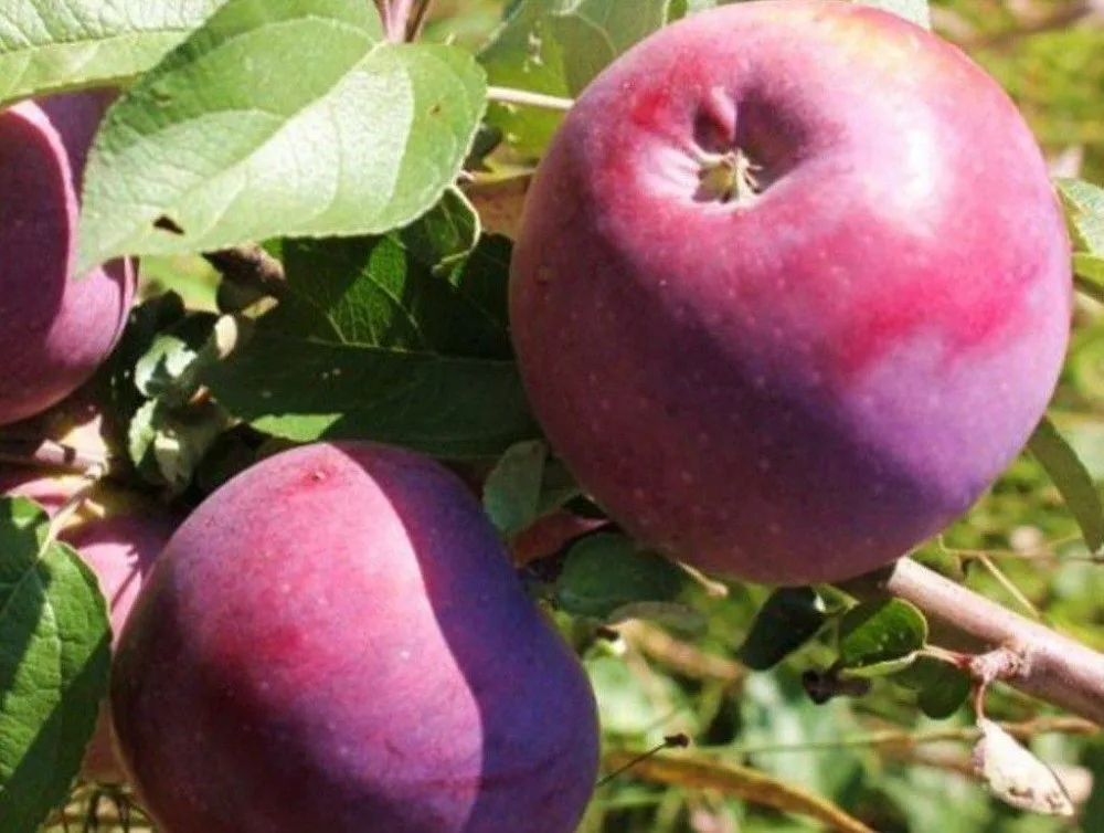 Яблоня Вильямс Прайд
