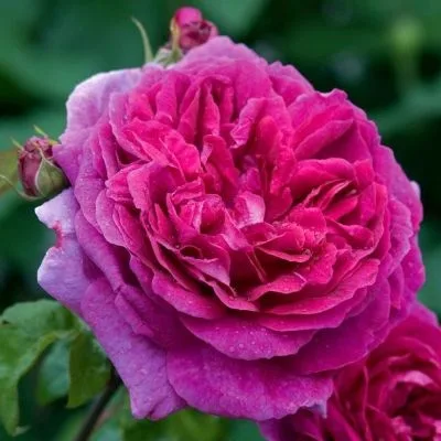 Янг Люсидас (Young Lycidas) Austin Великобритания 2008