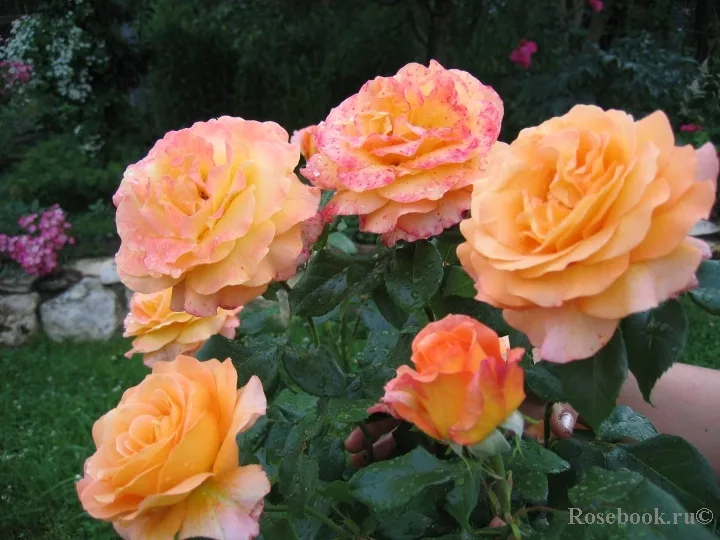 Янки Дудль (Yankee Doodle) Reimer Kordes Германия 1965