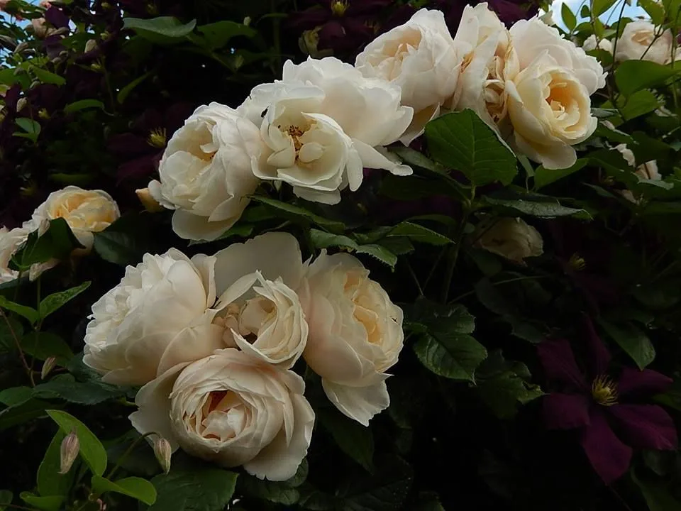 Ютерсен Клостеррозе (Uetersener Klosterrose) Tantau Германия 2006