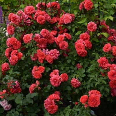 Ютерсен Розенкенигин