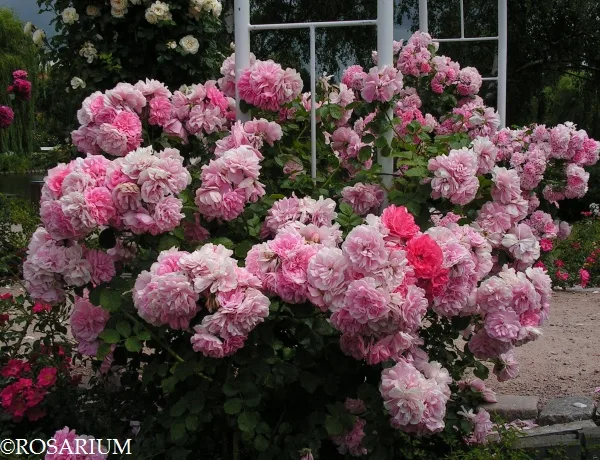 Ютерсен Розенпринцессен