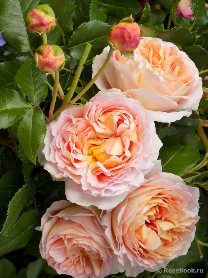 Зангерхаузер Юбиляумрозе (Sangerhauser Jubilaumsrose)Kordes Германия 2003