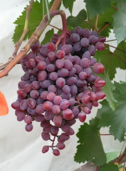 Виноград Запорожский (кишмиш)