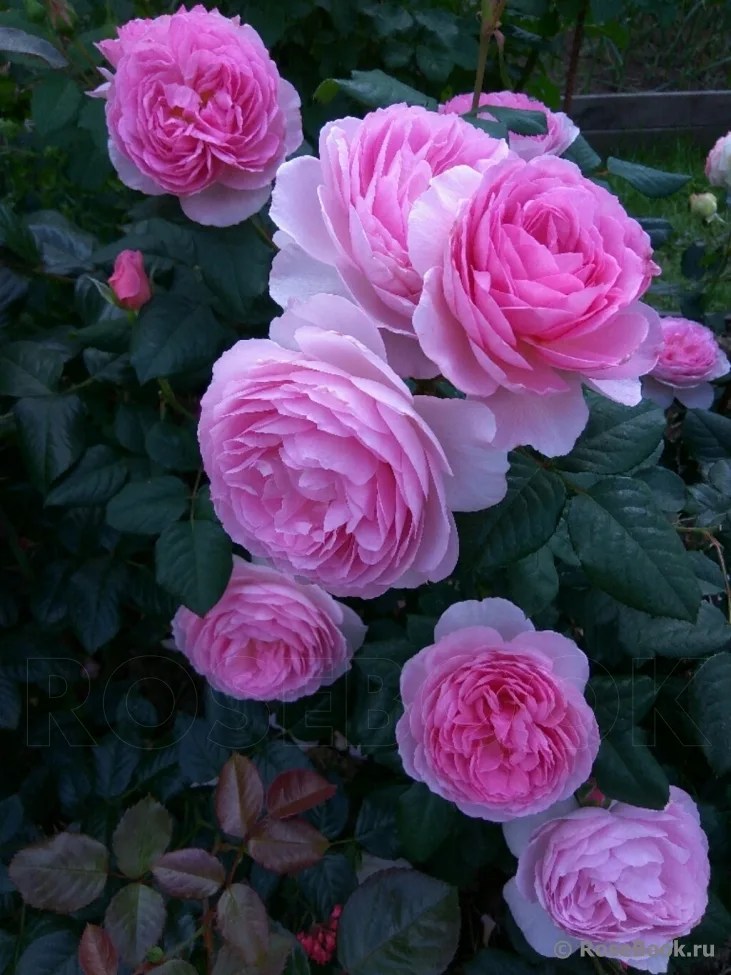 Зе Эйншент Маринер (Ancient Mariner) Austin 2015