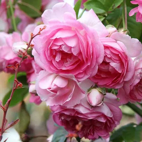 Жасмина (Jasmina) Kordes Германия 2005