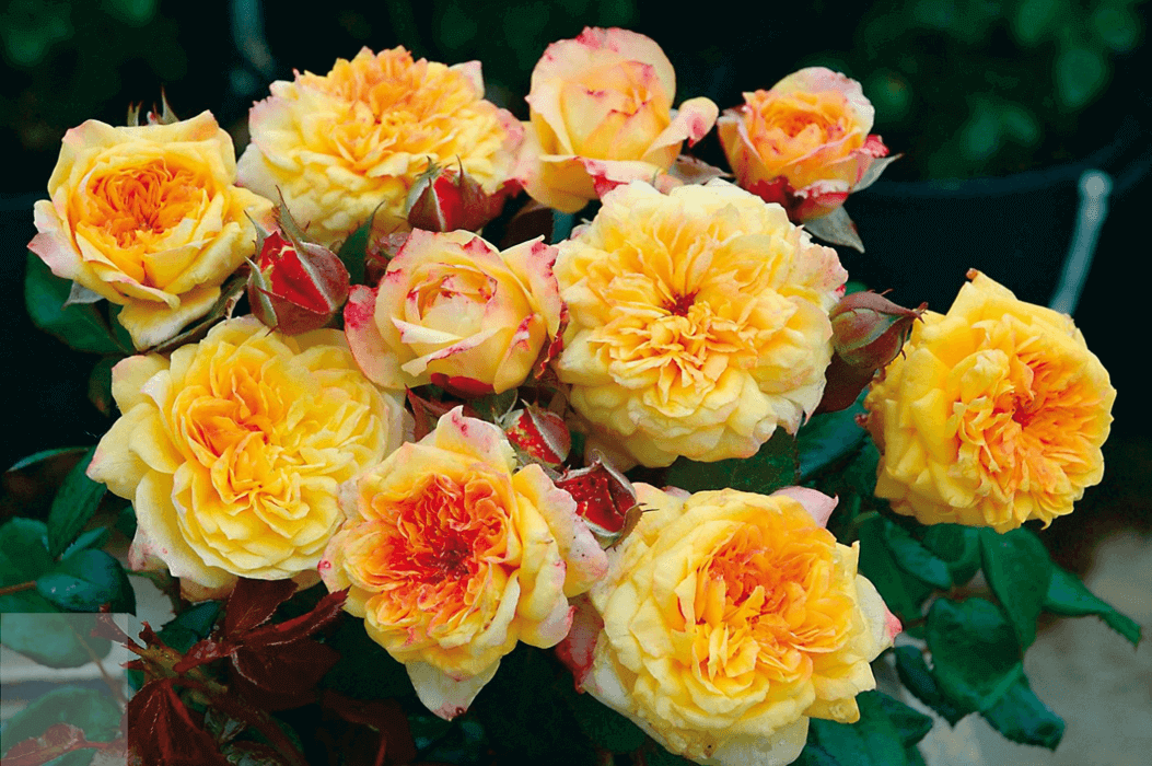 Жорж Данжан ( Georges Denjean) Massad Франция 2005