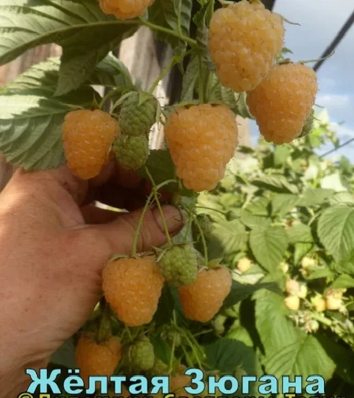 Зюгана золотая